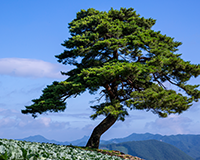 symbol_tree.png